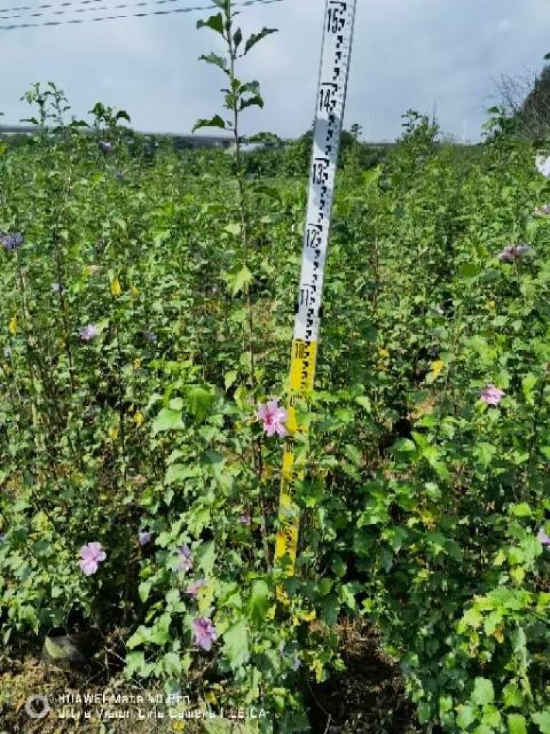 木槿，自家苗圃基地，自产自销量大从优，欢迎选购