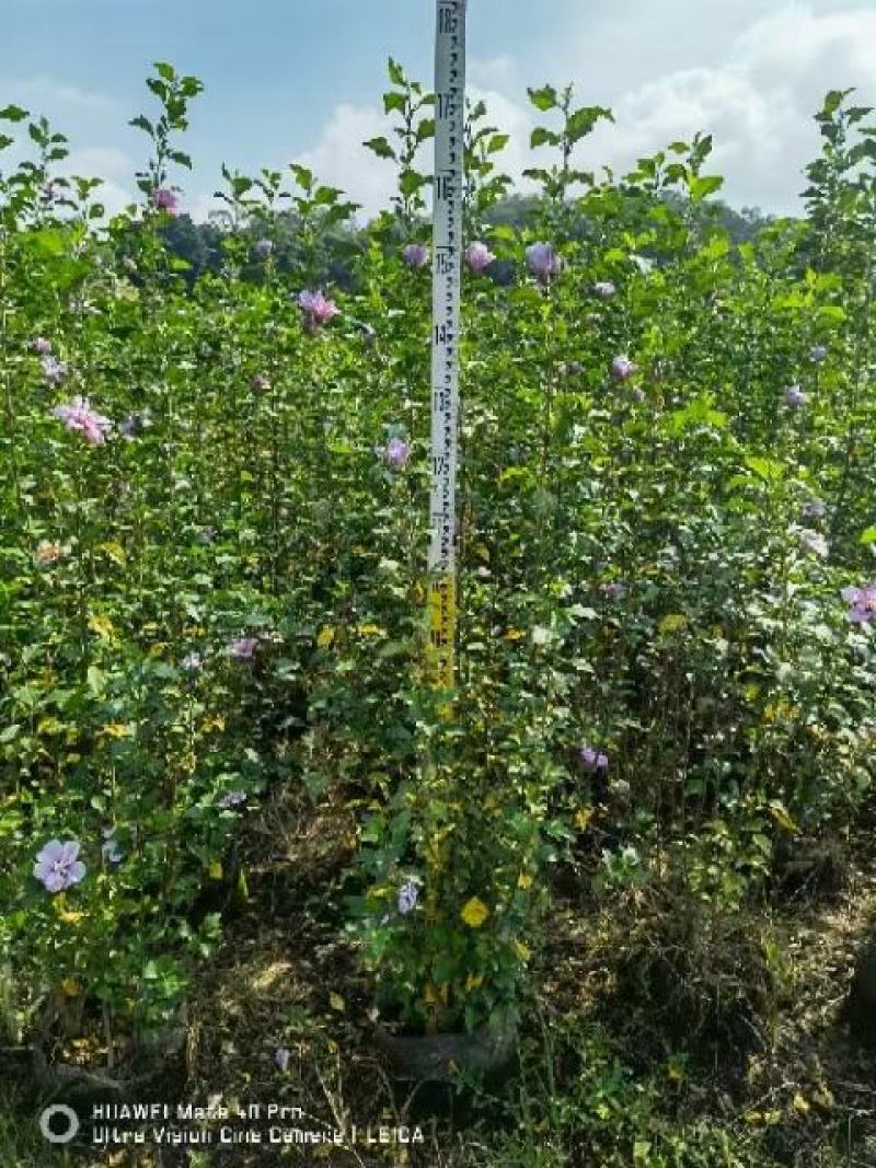 木槿，自家苗圃基地，自产自销量大从优，欢迎选购