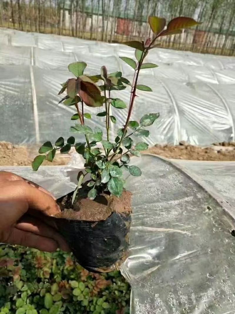蔷薇，自家基地苗圃货，各规格自产自销量大从优，欢迎选购