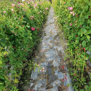 蔷薇，自家基地苗圃货，各规格自产自销量大从优，欢迎选购