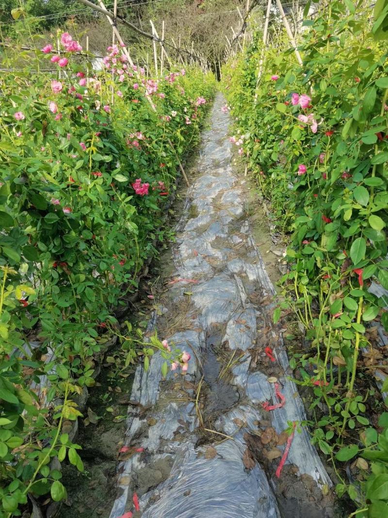 蔷薇，自家基地苗圃货，各规格自产自销量大从优，欢迎选购
