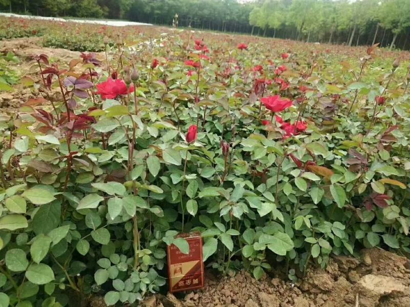 蔷薇，自家基地苗圃货，各规格自产自销量大从优，欢迎选购