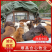 【黄牛犊】场地直发质量保证诚信经营可视频看货