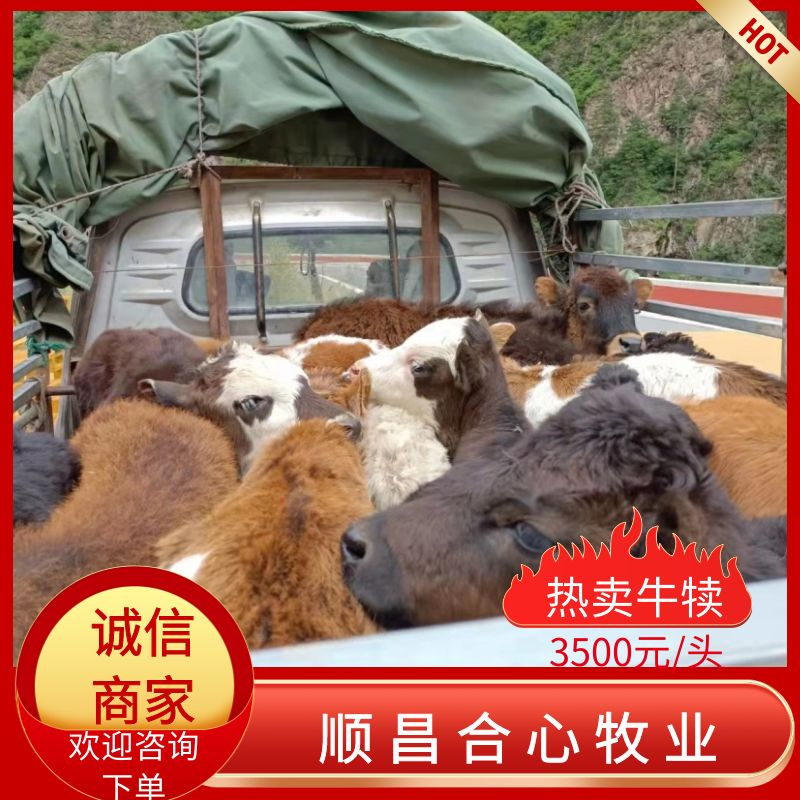 【黄牛犊】场地直发质量保证诚信经营可视频看货