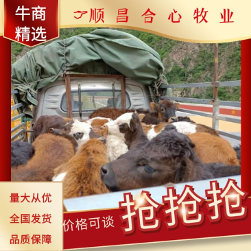【精品改良黄牛】精品小牛，包技术指导诚信经营