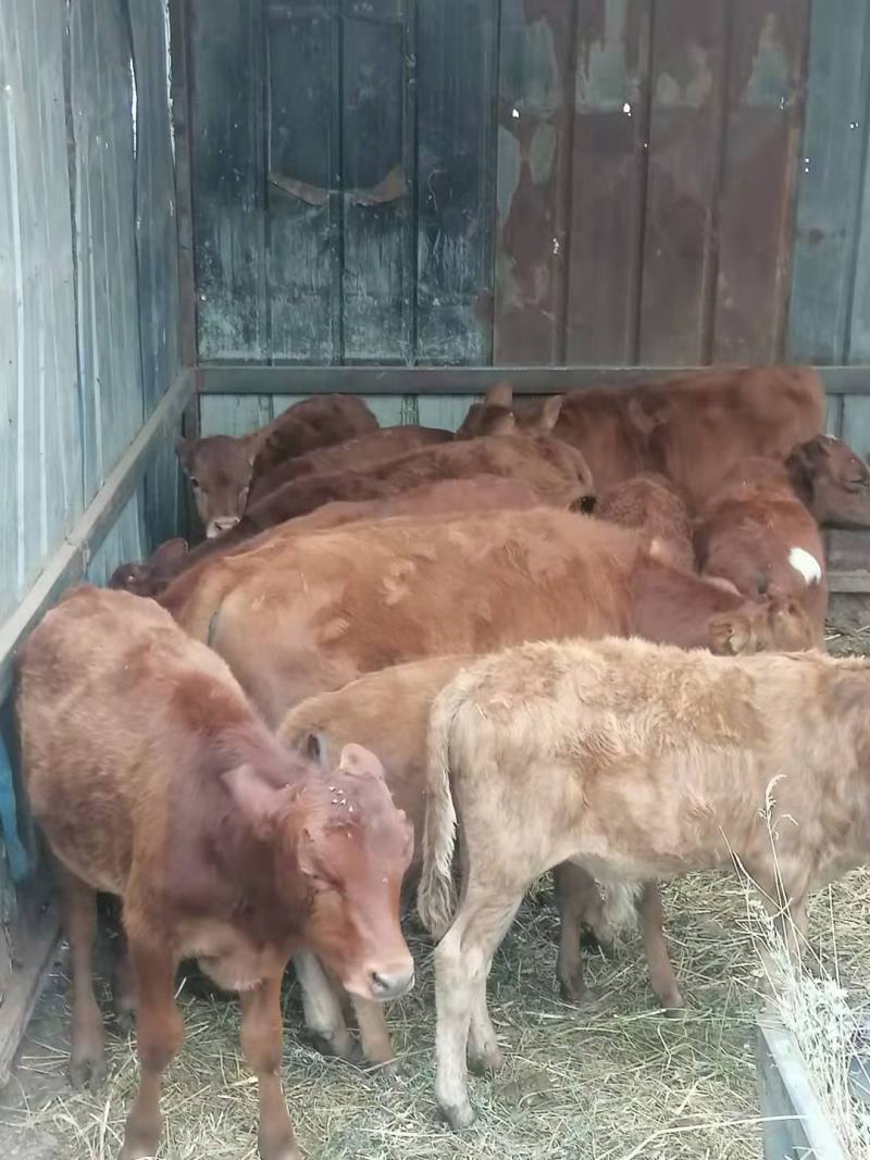 【黄牛犊】场地直发质量保证诚信经营可视频看货
