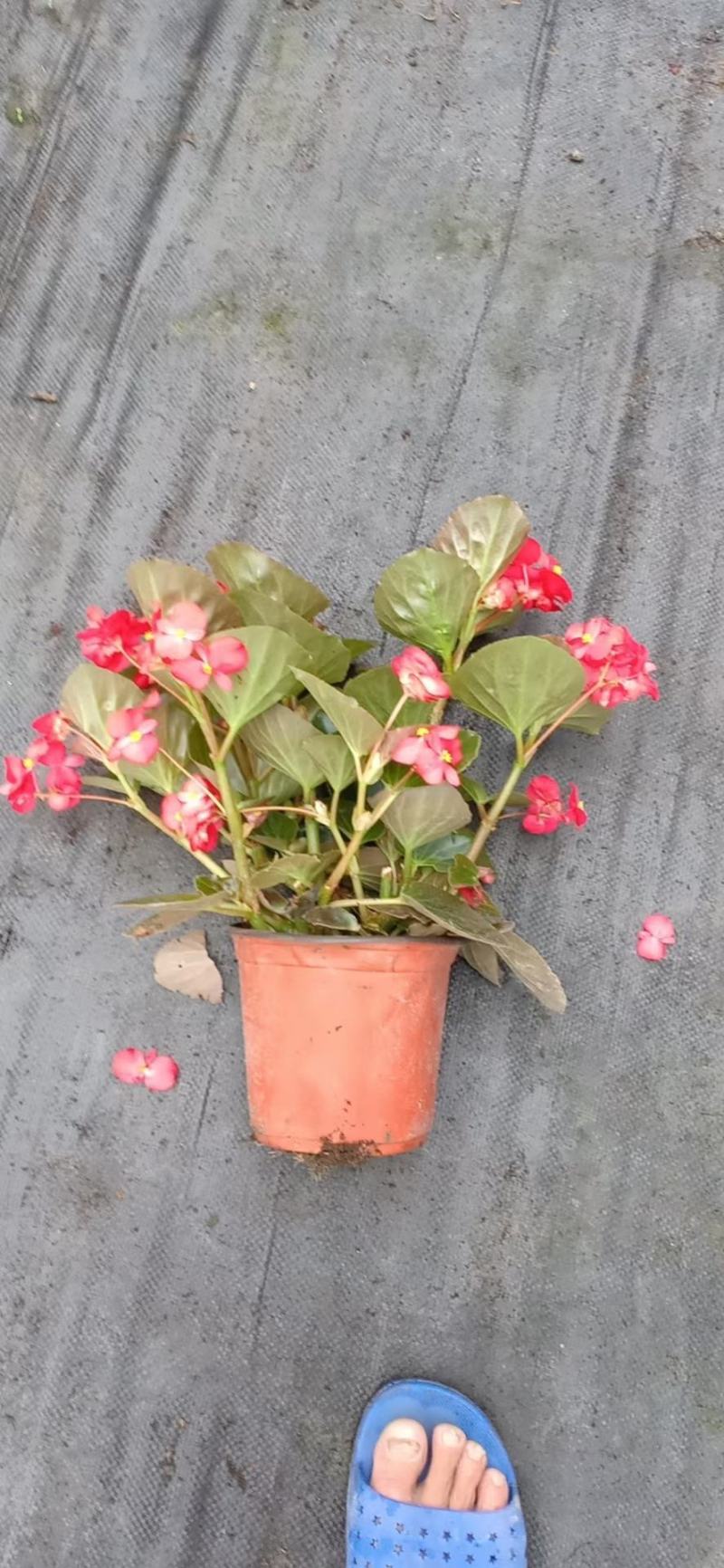 四川省四季海棠盆景苗木自家苗圃种植质量有保证