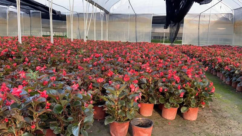 四川省四季海棠盆景苗木自家苗圃种植质量有保证