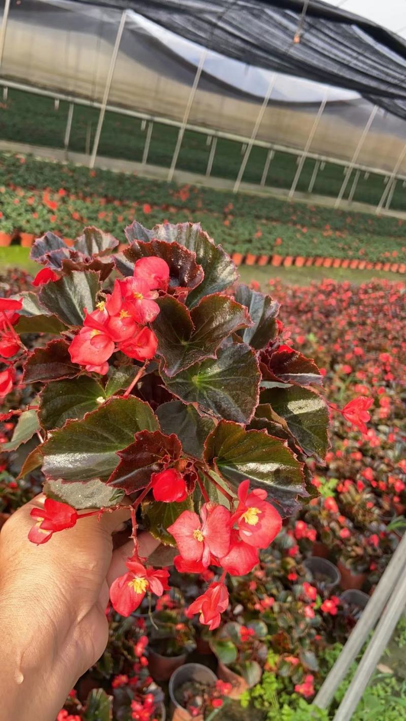 四川省四季海棠盆景苗木自家苗圃种植质量有保证