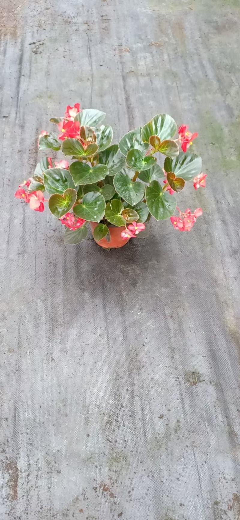 四川省四季海棠盆景苗木自家苗圃种植质量有保证