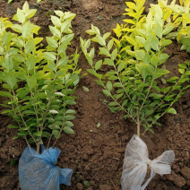 金叶女贞小苗70/80/100规格齐全成活率高价格优惠