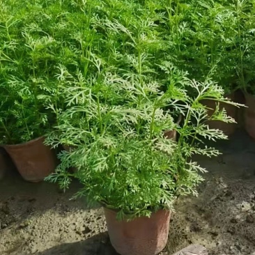 美女樱各规格齐全，自家基地苗圃货，量大从优欢迎选购