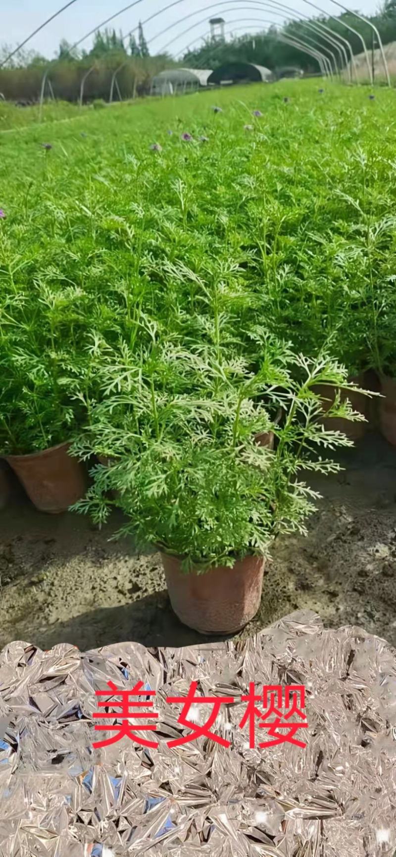 美女樱各规格齐全，自家基地苗圃货，量大从优欢迎选购