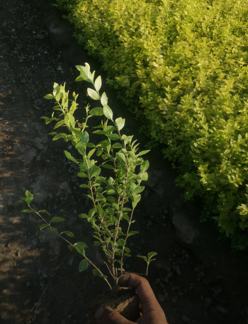 金叶女贞杯苗30/40/50/60规格齐全成活率高价格优
