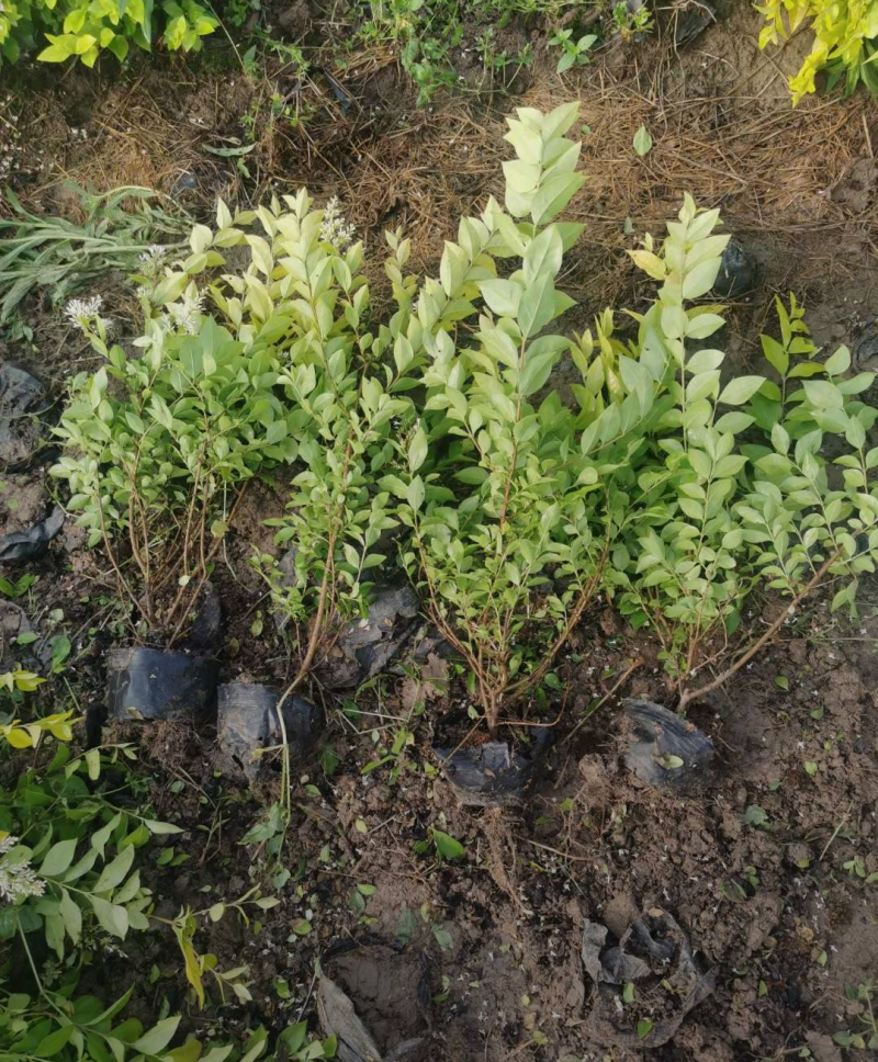 金叶女贞杯苗30/40/50/60规格齐全成活率高价格优