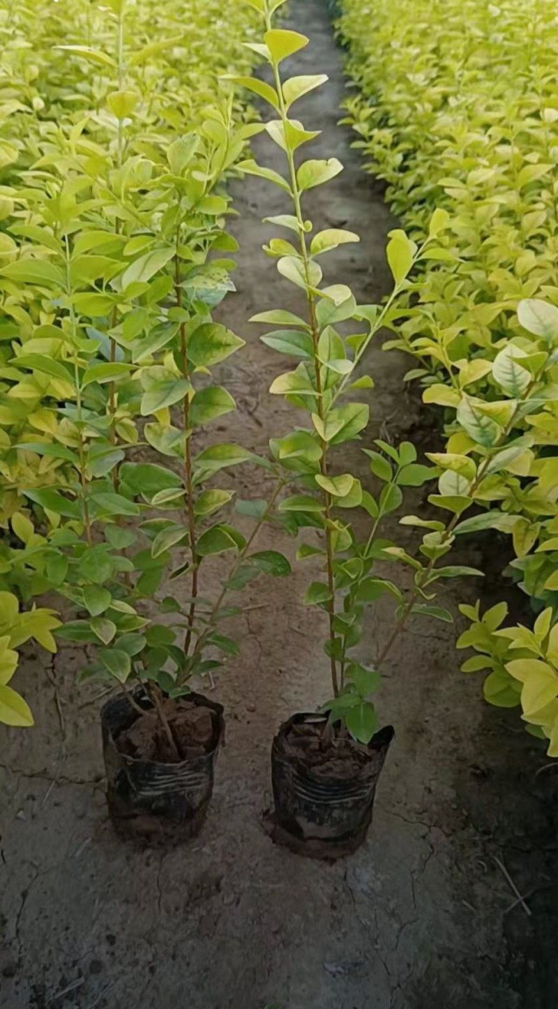 金叶女贞杯苗30/40/50/60规格齐全成活率高价格优