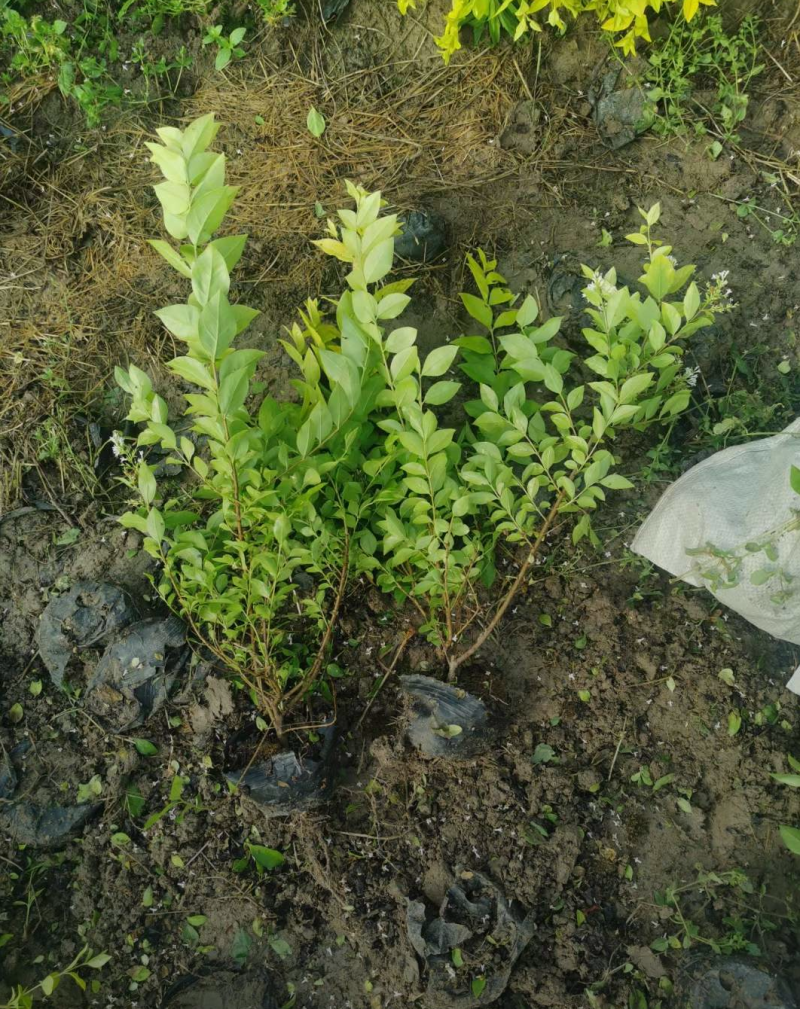 金叶女贞杯苗30/40/50/60规格齐全成活率高价格优