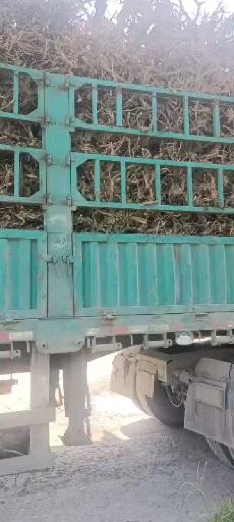 四季树形金银花大树哪位老板需要可以联系我