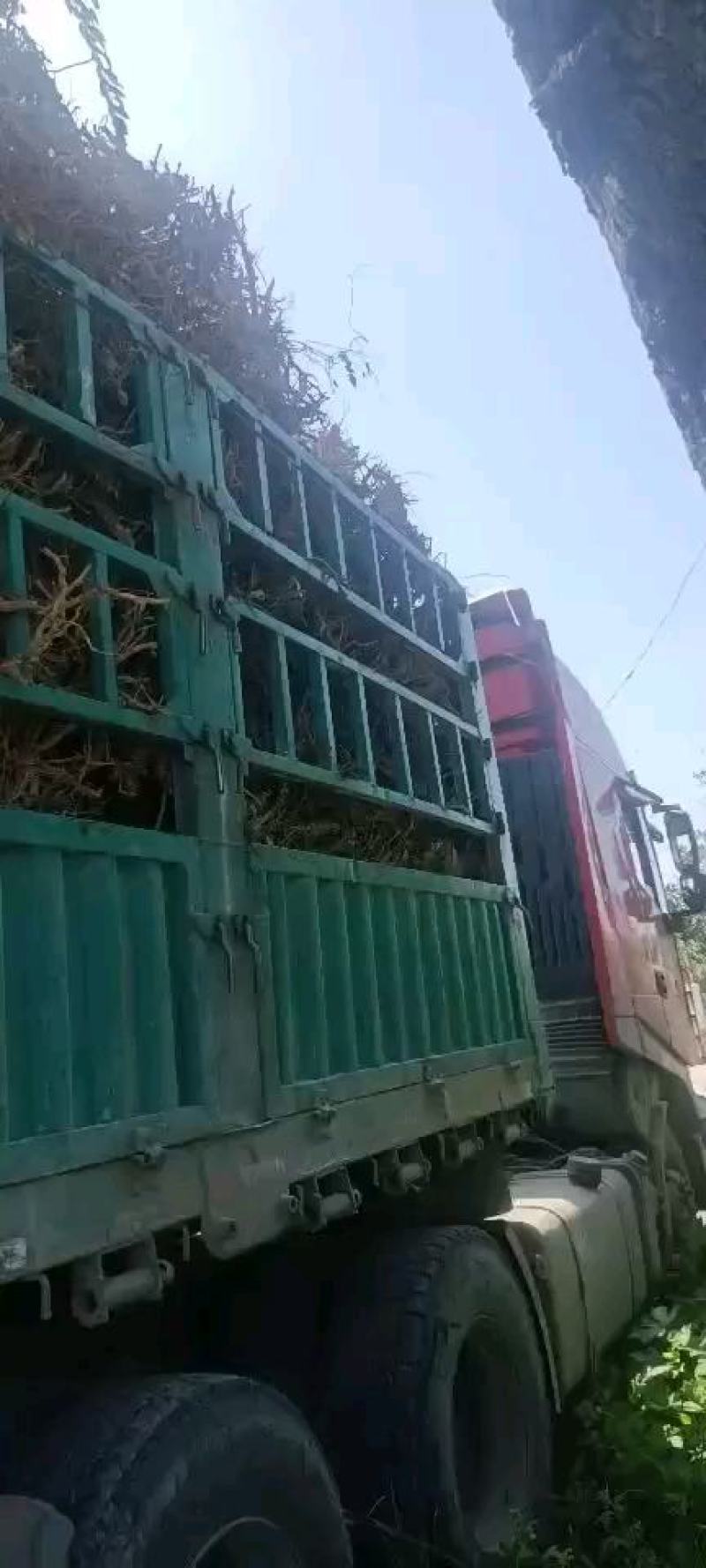 四季树形金银花大树哪位老板需要可以联系我