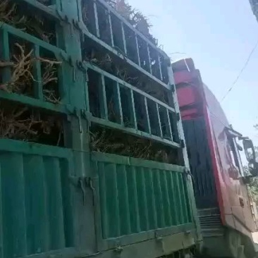 四季树形金银花大树哪位老板需要可以联系我