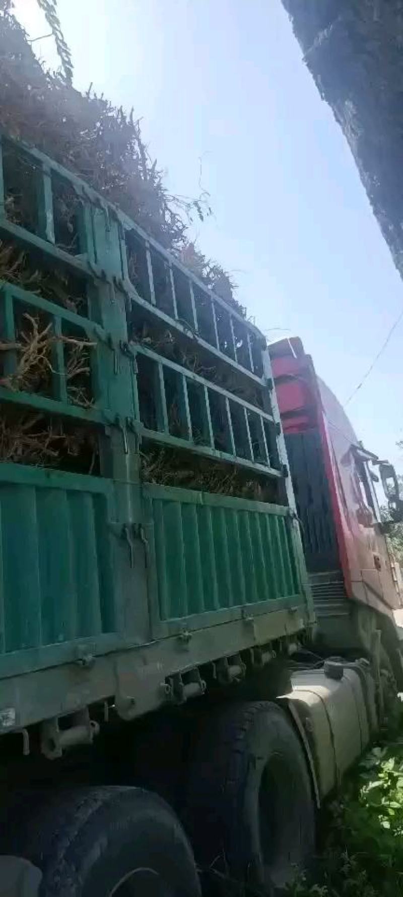 四季树形金银花大树哪位老板需要可以联系我