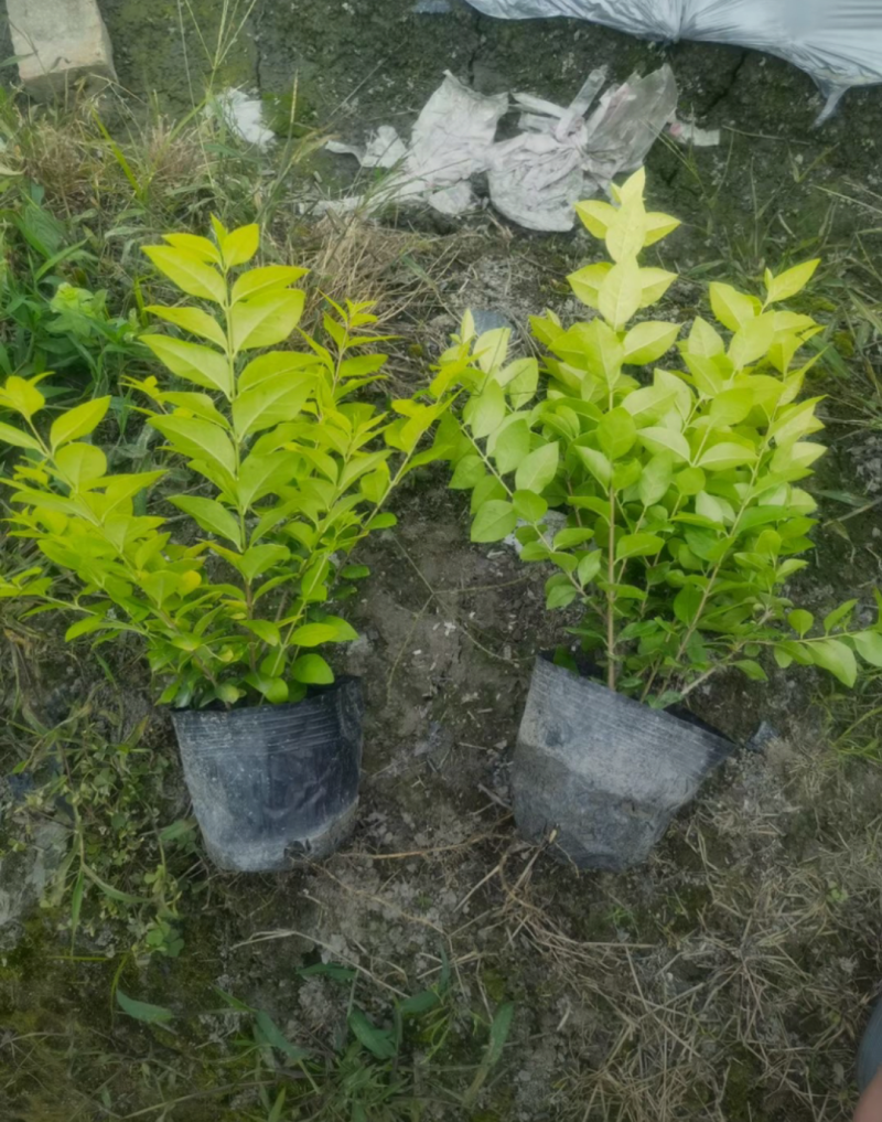 金叶女贞杯苗70/80/100规格齐全成活率高价格优惠