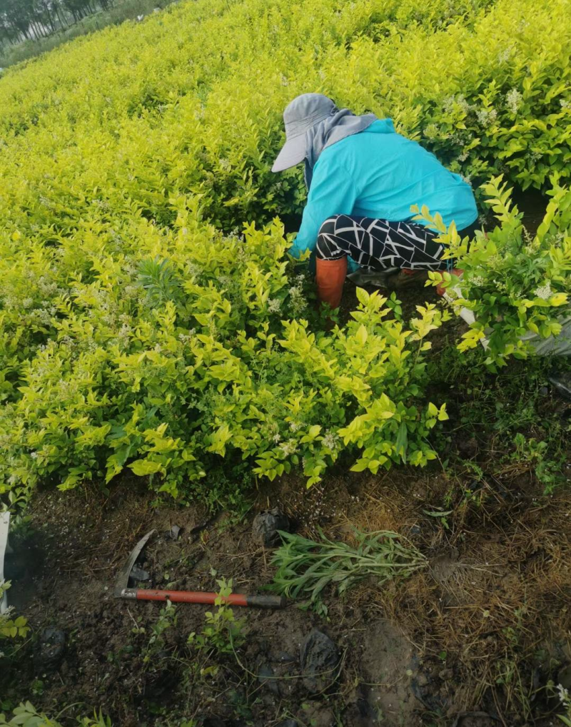金叶女贞杯苗70/80/100规格齐全成活率高价格优惠