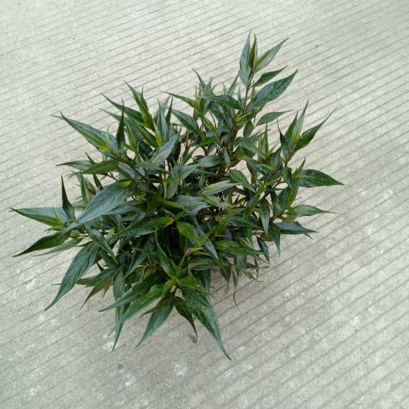 四川成都温江基地紫叶牡丹球，自产自销，质量保证