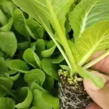 白菜苗黄心大白菜苗秋茬耐寒白菜苗6斤重大白菜苗