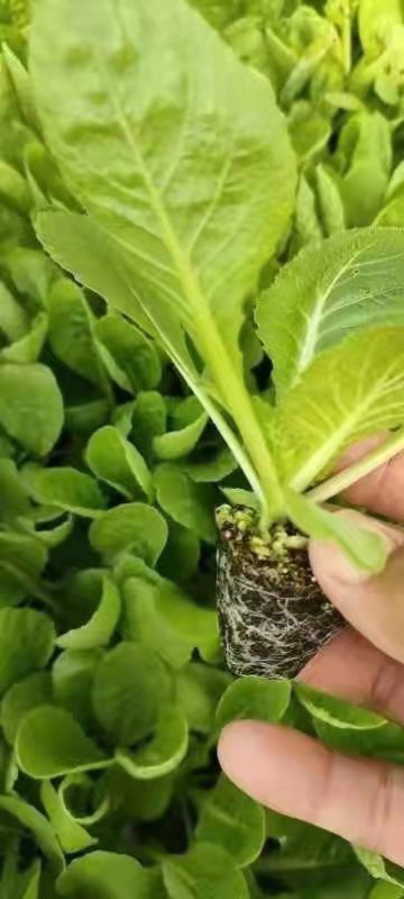 白菜苗黄心大白菜苗秋茬耐寒白菜苗6斤重大白菜苗