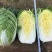 白菜苗黄心大白菜苗秋茬耐寒白菜苗6斤重大白菜苗