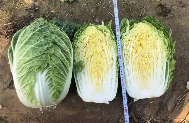 白菜苗黄心大白菜苗秋茬耐寒白菜苗6斤重大白菜苗