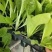 白菜苗黄心大白菜苗秋茬耐寒白菜苗6斤重大白菜苗
