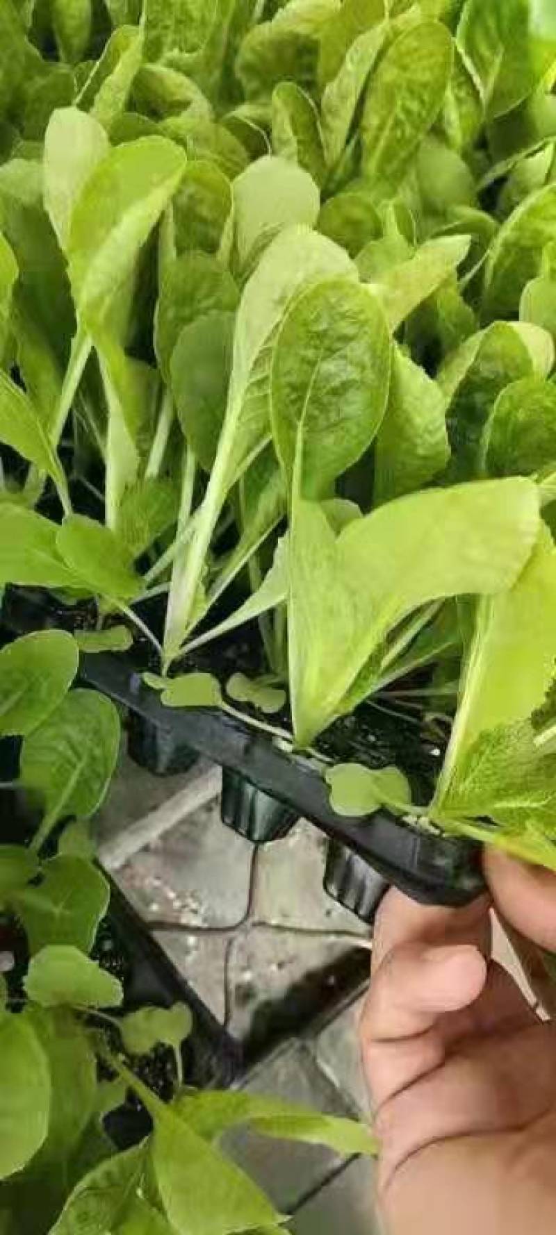 白菜苗黄心大白菜苗秋茬耐寒白菜苗6斤重大白菜苗