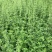 四川成都温江罗马薄，喜凉爽干燥、阳光充足的环境，耐寒，不