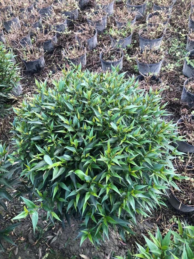 四川成都温江基地直销紫叶马兰球，质量保证，基地货