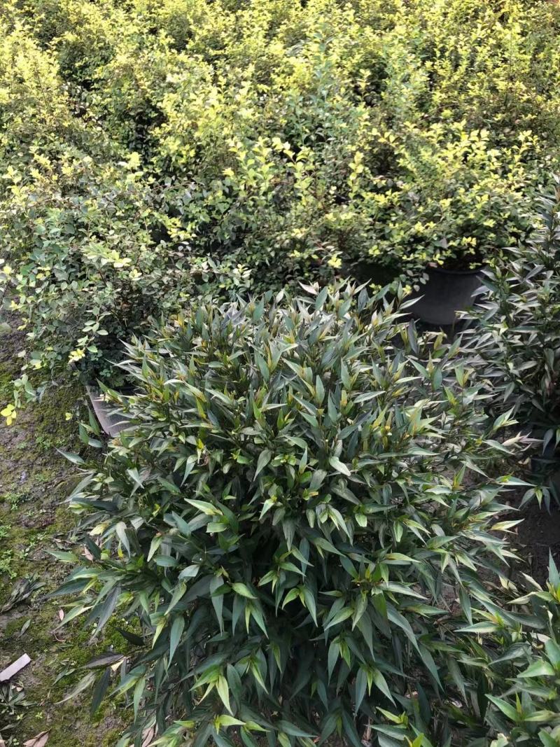 四川成都温江基地直销紫叶马兰球，质量保证，基地货