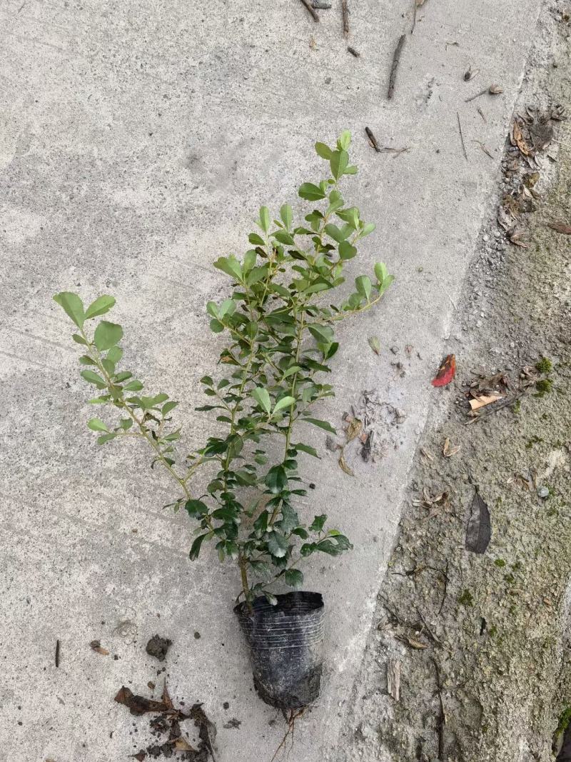 小丑火棘，火棘，火棘球质量保证，基地货欢迎选购！