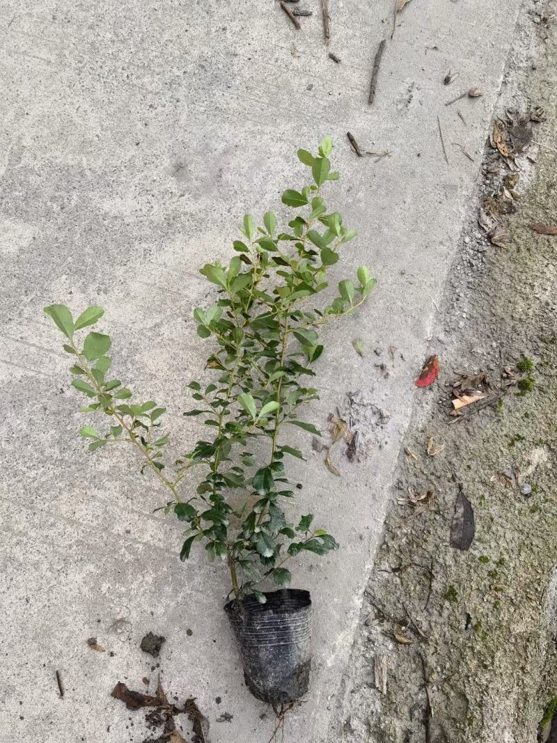 小丑火棘，火棘，火棘球质量保证，基地货欢迎选购！