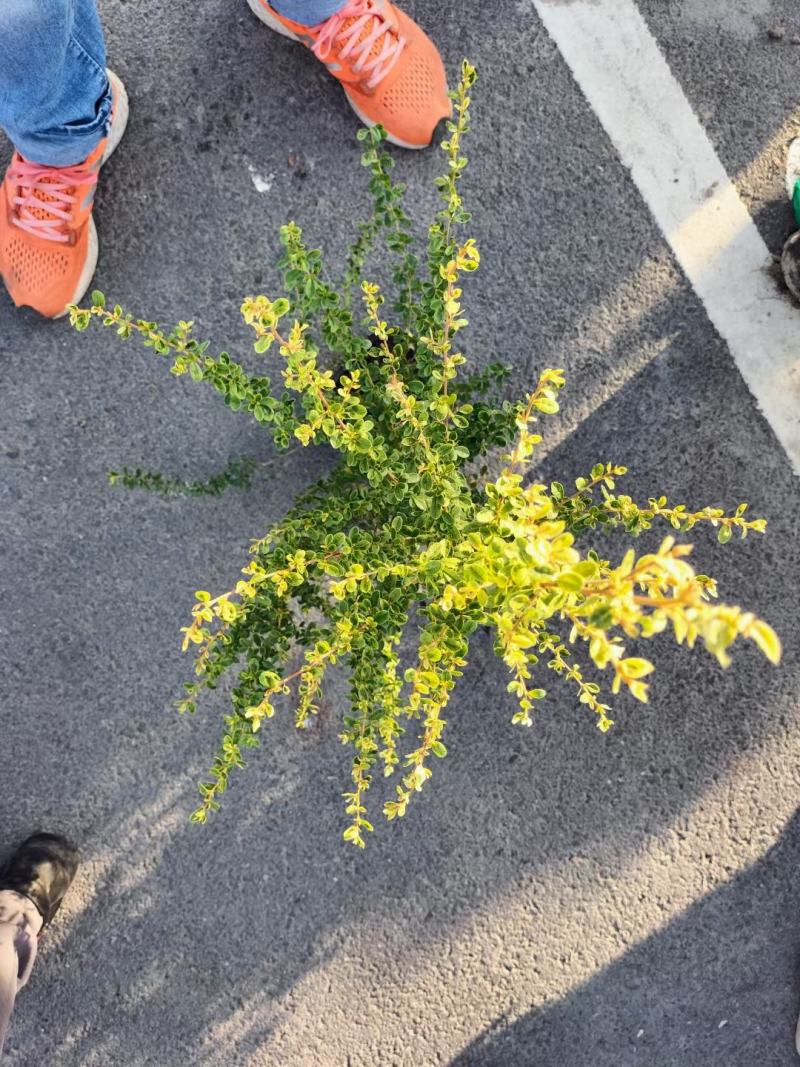 小丑火棘，火棘，火棘球质量保证，基地货欢迎选购！