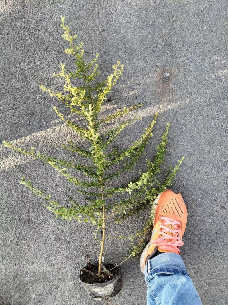 小丑火棘，火棘，火棘球质量保证，基地货欢迎选购！