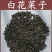 白花菜子，中药材白花菜子，经营各种中药材欢迎咨询合作！