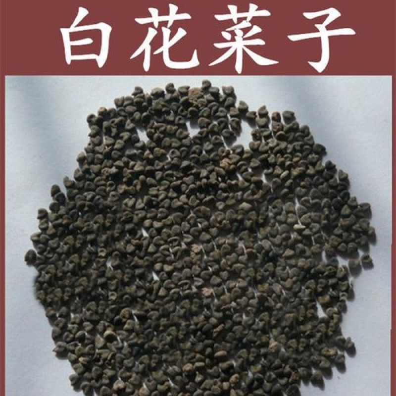 白花菜子，中药材白花菜子，经营各种中药材欢迎咨询合作！