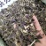 中药材紫苏紫苏叶货品质量保证批发各种中药材