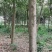 杜英自家基地苗圃货各规格齐全量大从优价格美丽欢迎选购