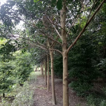 杜英自家基地苗圃货各规格齐全量大从优价格美丽欢迎选购