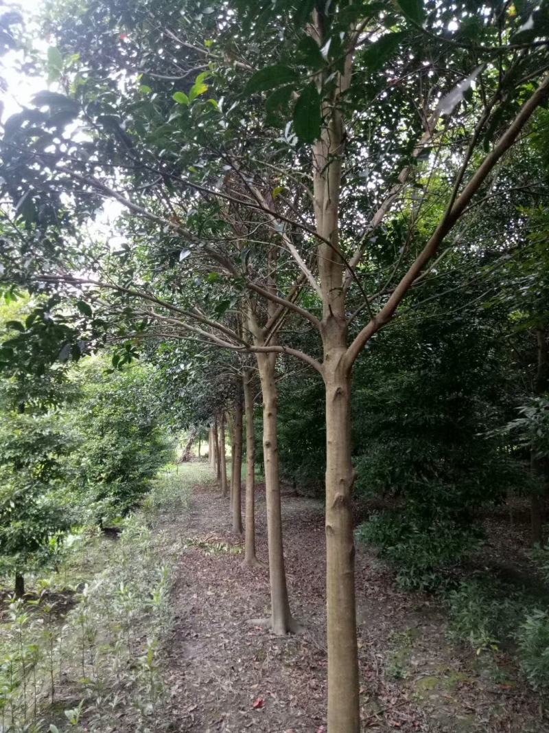 杜英自家基地苗圃货各规格齐全量大从优价格美丽欢迎选购