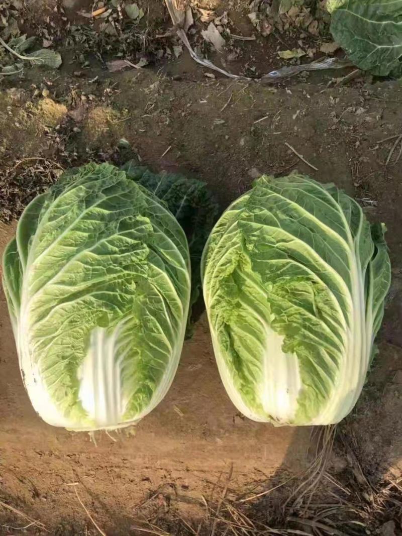 白菜苗黄心大白菜苗秋茬耐寒白菜苗6斤重大白菜苗