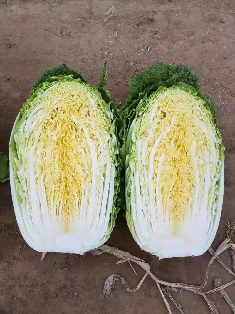 白菜苗黄心大白菜苗秋茬耐寒白菜苗6斤重大白菜苗