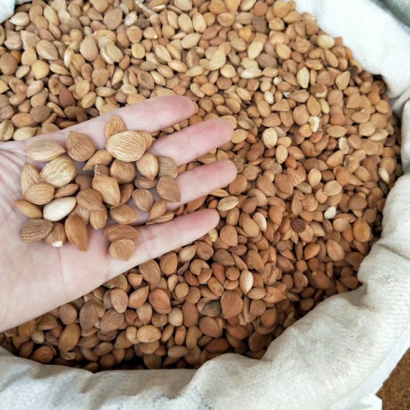 中药材苦杏仁货品保证新货批发各种中药材